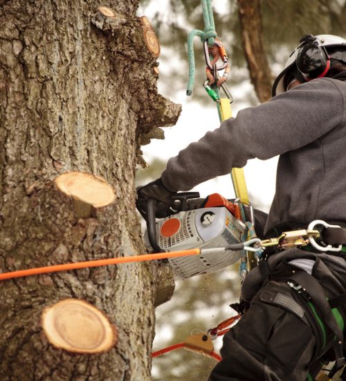 Arborist cutting branches with chainsaw. Action shot, visible saw dust.